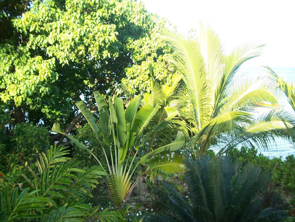 Blick in den Garten Villa Dorado