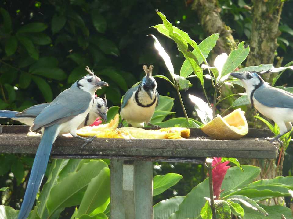 Tägliche Vögelfütterung! B&B Sueño Celeste