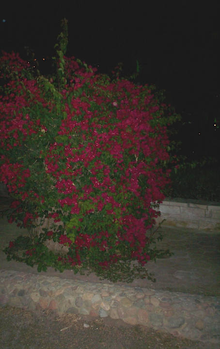 Цветет Riviera Aqua Park Resort