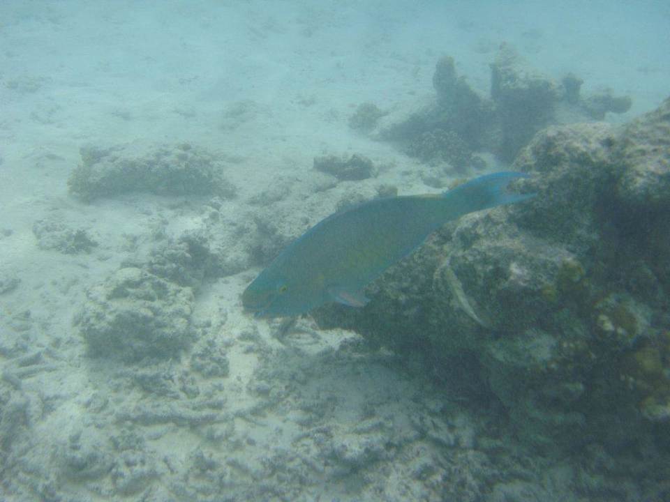 Beim Schnorcheln Kuramathi Maldives