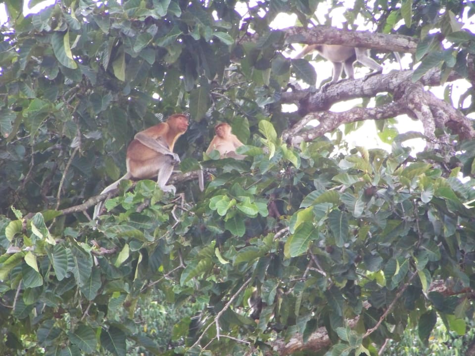 Tiere Borneo Natural Sukau Bilit Resort