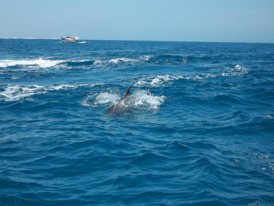 Delfine beim Katamaranausflug Hotel El Mouradi Djerba Menzel