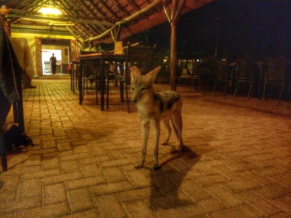 Schakale beim Abendessen Kalahari Anib Lodge
