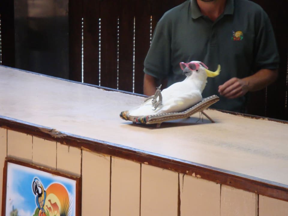 Papuga na plaży SBH Costa Calma Beach Resort