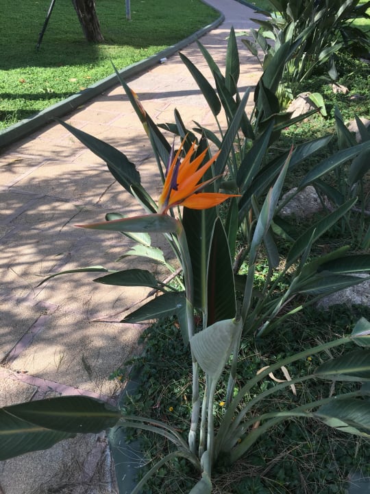 Gartenanlage Labranda Alantur Resort