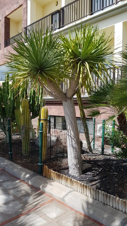 Gartenanlage Hotel Gran Rey