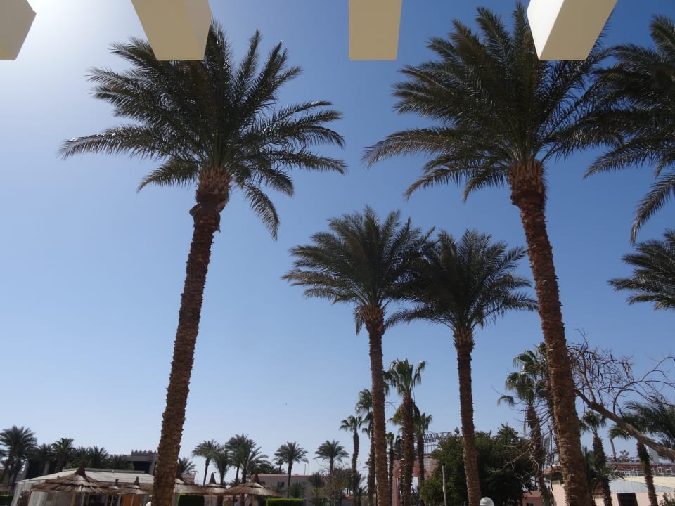 Gartenanlage Beach Albatros Resort