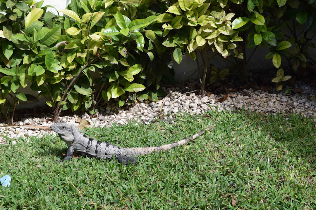 Tiere BlueBay Grand Esmeralda