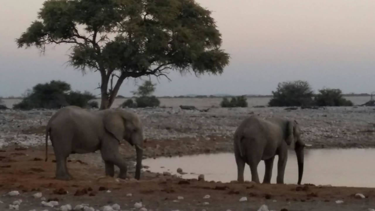 Wasserloch Okaukuejo Camp
