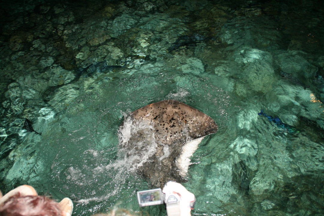 Rochen Adaaran Select Meedhupparu Island Resort - Premium All Inclusive