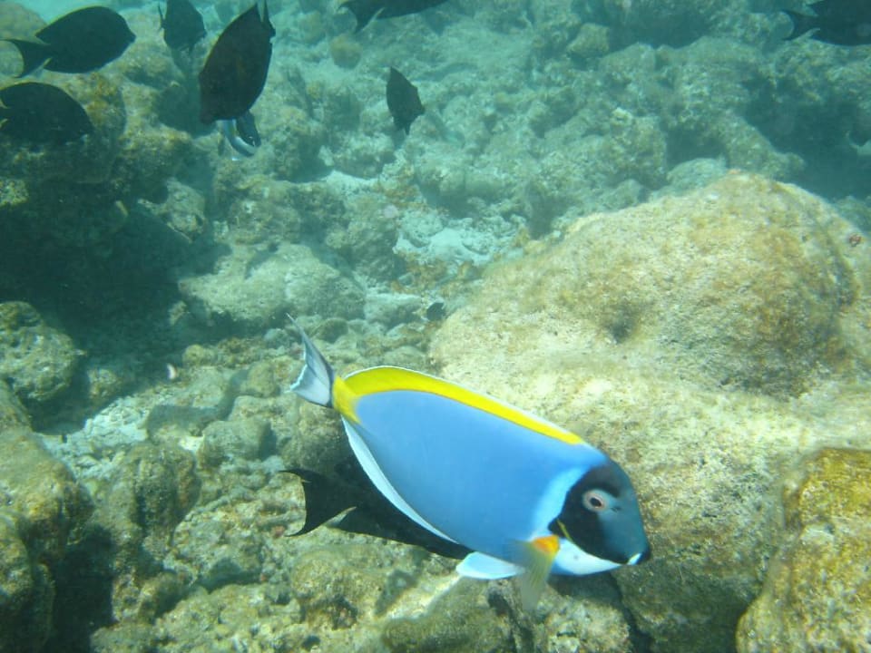 Fischi Fihalhohi Maldives