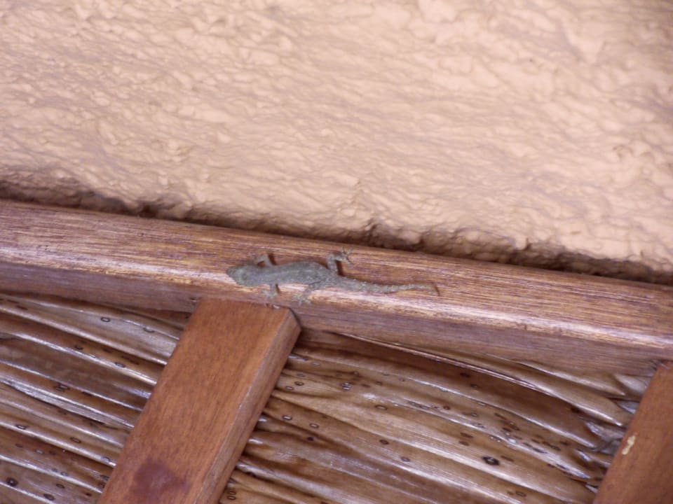 Unser Insektenkiller Kuredu Island Resort & Spa