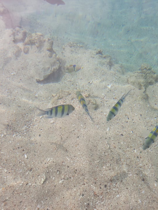 Strand Pickalbatros Palace Hotel-Port Ghalib