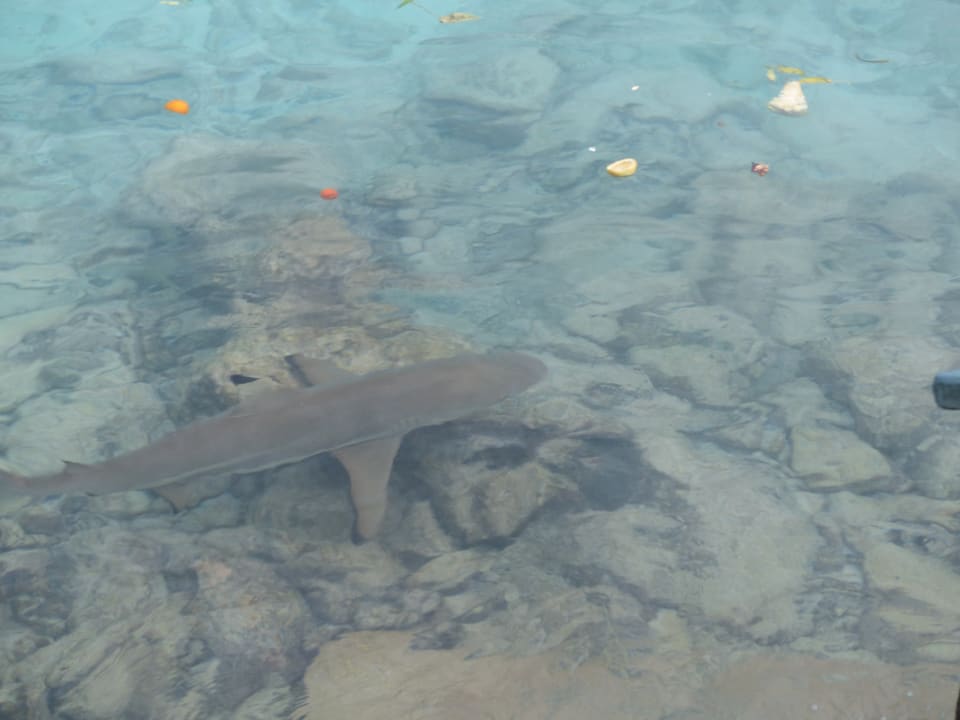 Beim Schnorcheln oft zu sehen: Schwarzspitzen Riffhai Adaaran Select Hudhuran Fushi - Premium All Inclusive