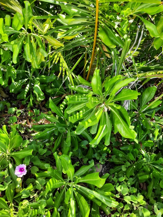 Gartenanlage Hotel Riu Atoll