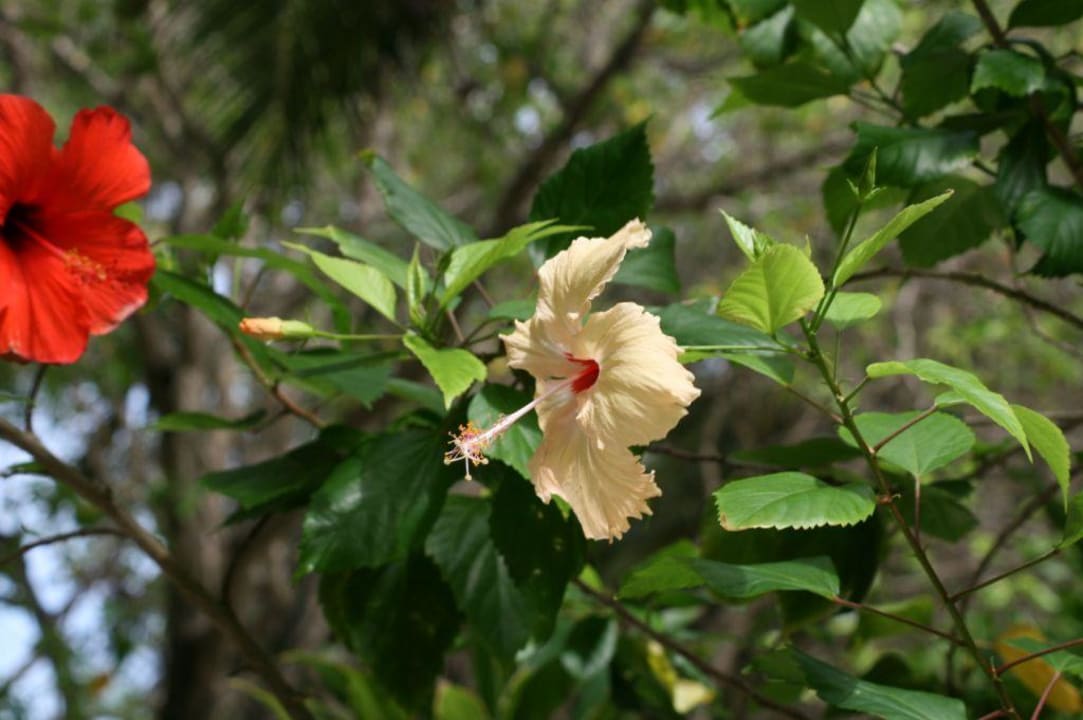 Schöne Blumen Summer Island Maldives