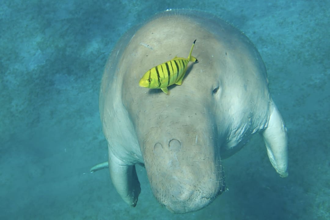 Strand Hotel Gorgonia Beach Resort