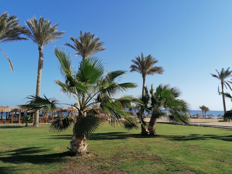 Gartenanlage Three Corners Sea Beach Resort