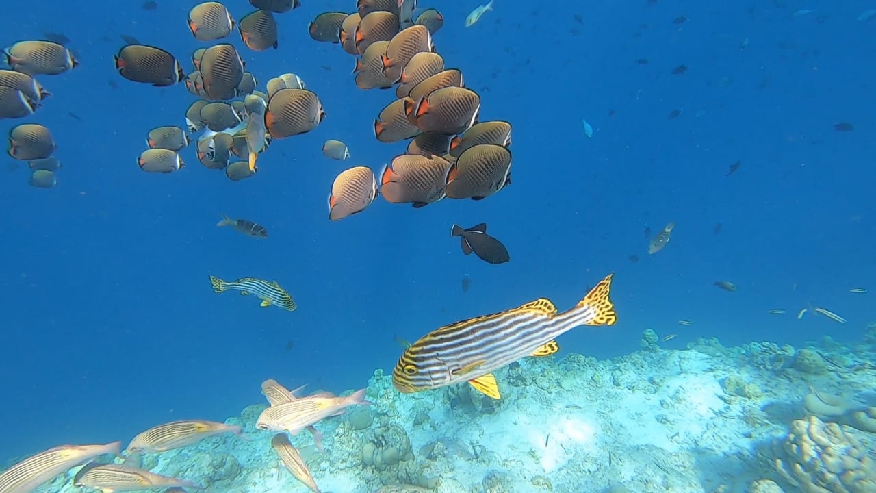 Sport & Freizeit NH Collection Maldives Reethi Resort