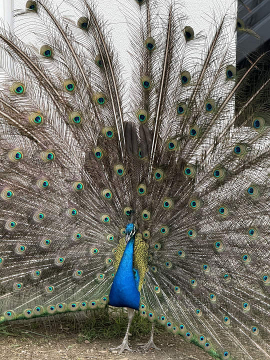 Sport & Freizeit Seaden Sea World Resort & Spa