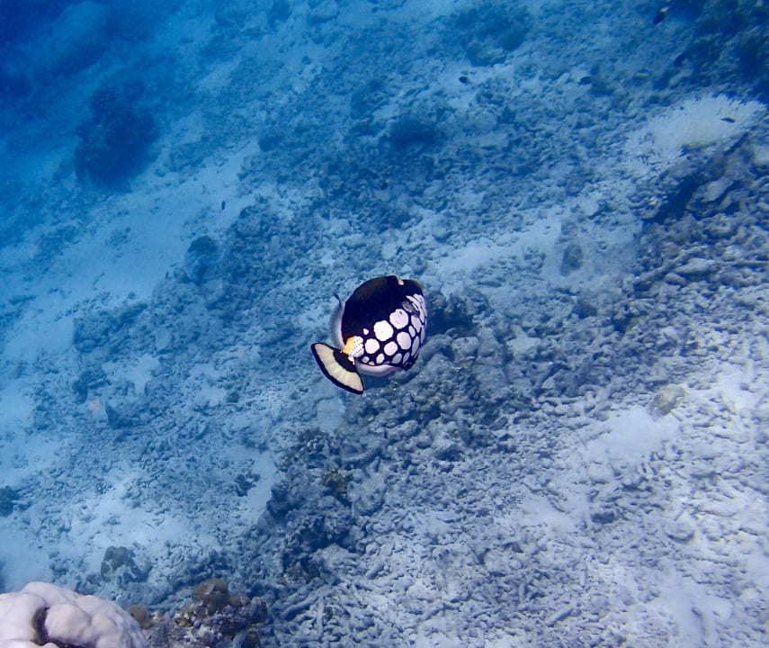 Strand Kuramathi Maldives