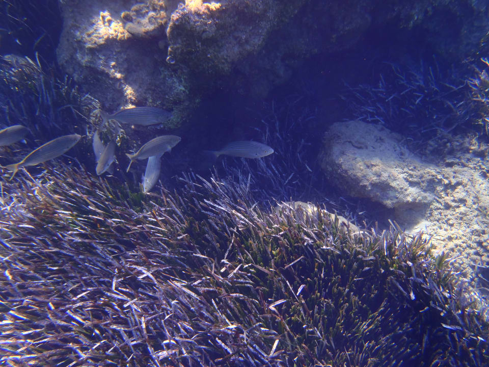 Strand Atlantica Mikri Poli Crete