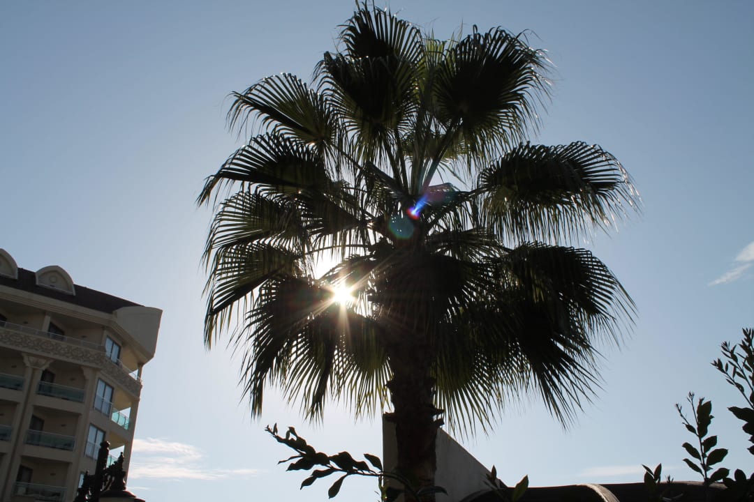 1. Advent 2012 - Frühstück unter Sonne und  Palmen Aydinbey Kings Palace & Spa