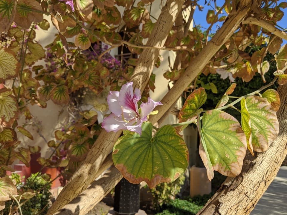 Gartenanlage Grand Waterworld Makadi & Family Star Makadi