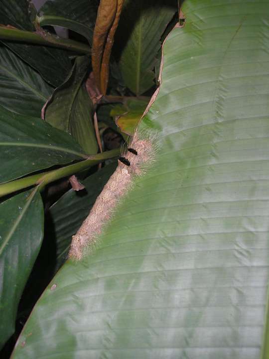 Tolles Wildlife Dusit Thani Krabi Beach Resort