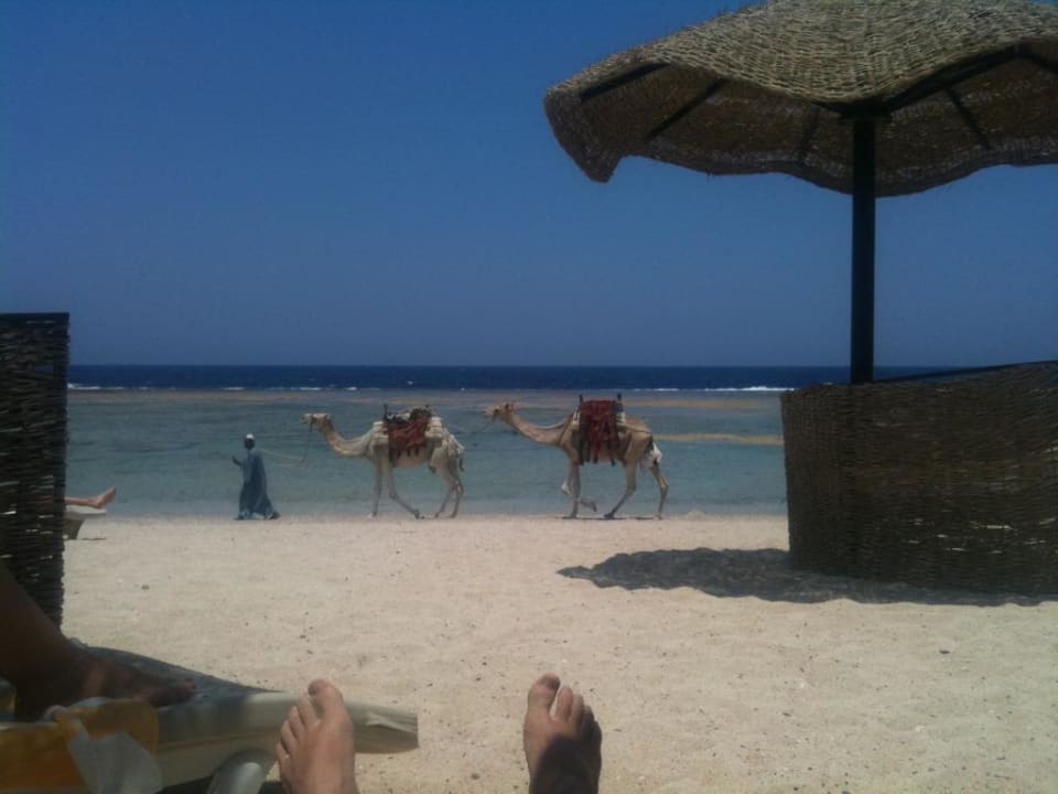 Strand Kamele Radisson Blu Resort, El Quseir