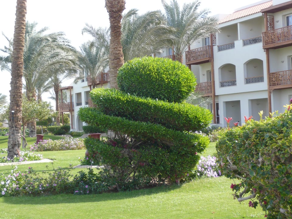 Dekorative Baum Pickalbatros Dana Beach Resort - Hurghada