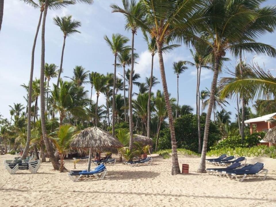 Reichlich Palmen Hotel Grand Palladium Palace Resort, Spa & Casino