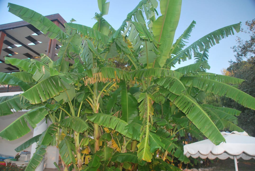 Bananenbaum im Garten Hotel Calypso Beach