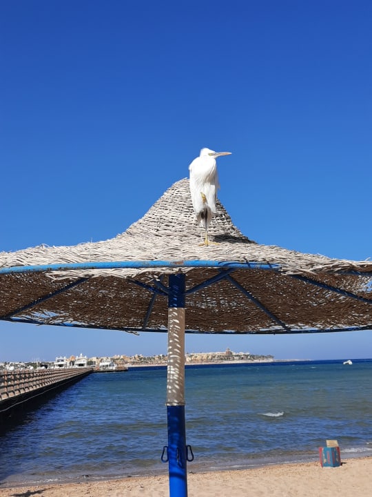 Strand Stella Garden Resort & Spa, Makadi Bay