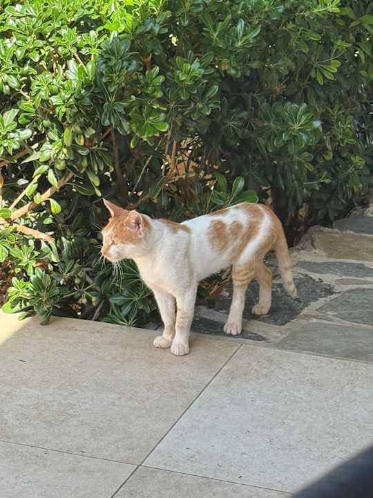 Sonstiges Sentido Kyknos Beach Adults Only 16+