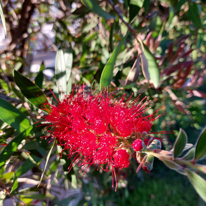 Gartenanlage Aydinbey Kings Palace & Spa