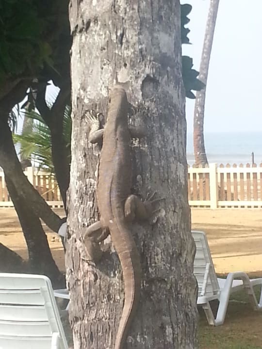 Leguan Turyaa Kalutara