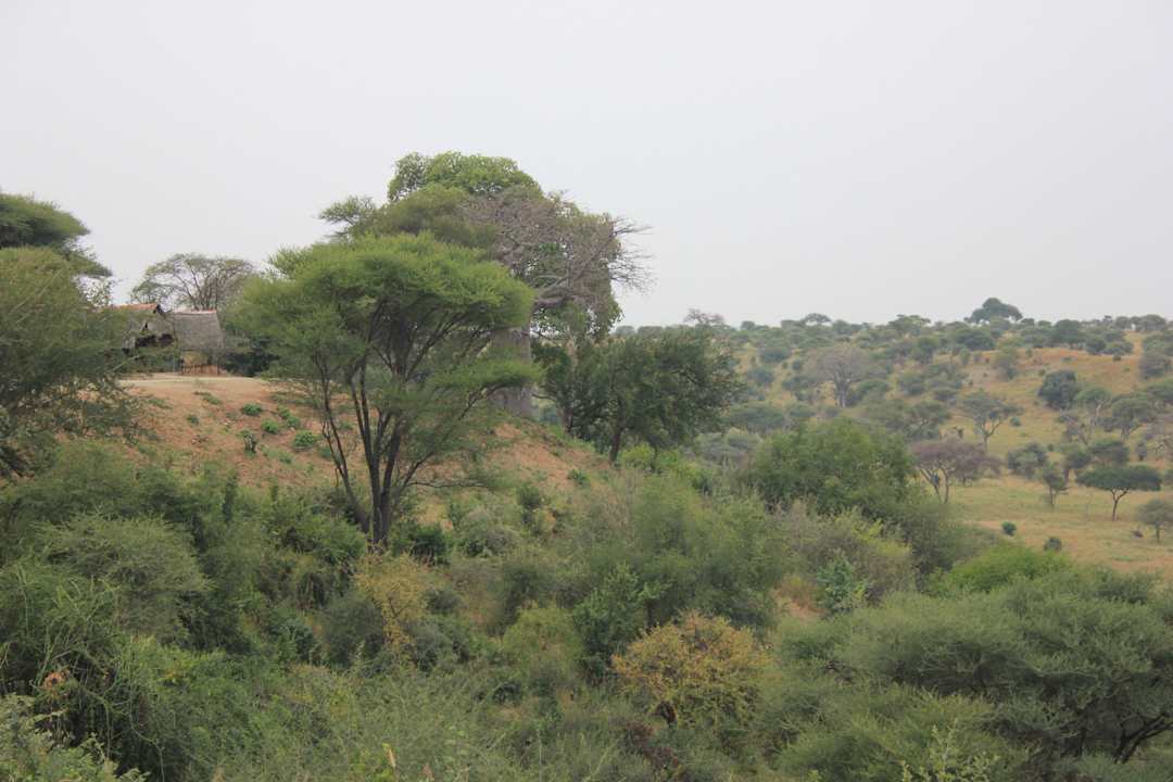 Die Anlage ist nicht eingezäunt Tarangire Safari Lodge