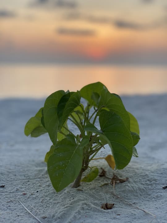 Strand Hotel Riu Palace Maldivas