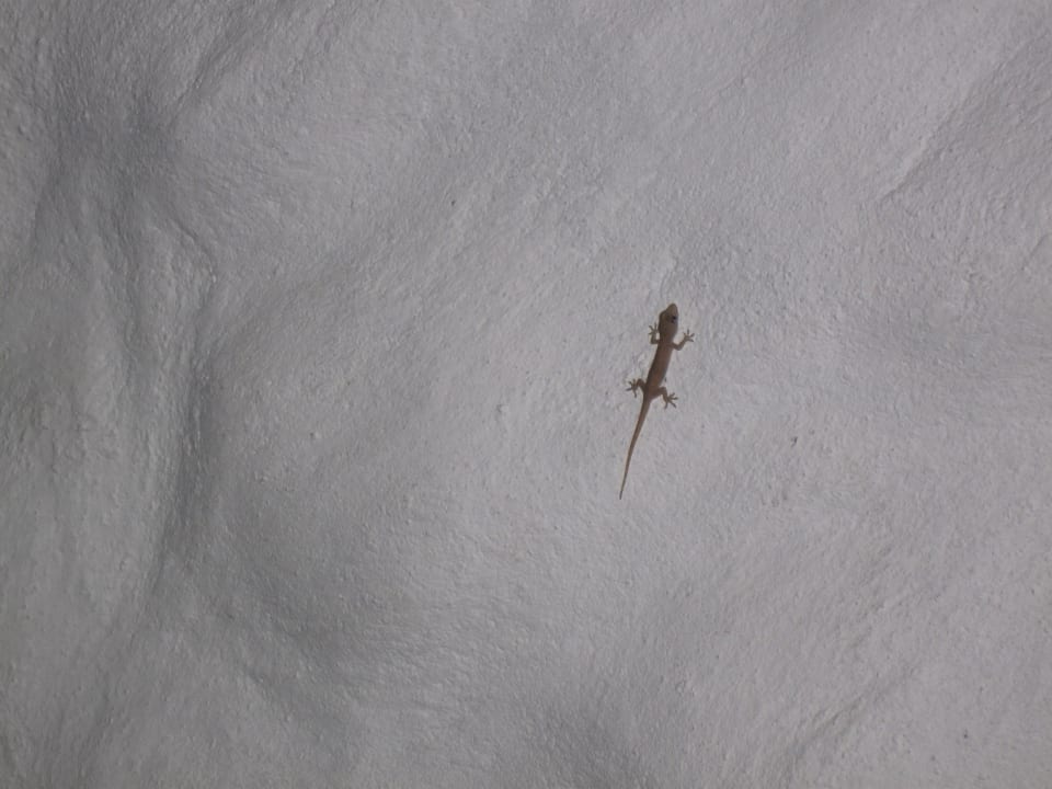 Nasi współlokatorzy Cinnamon Dhonveli Maldives