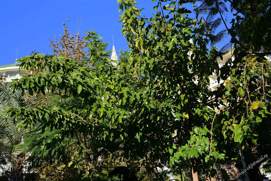 Delphin Imperial Hotel Delphin Imperial