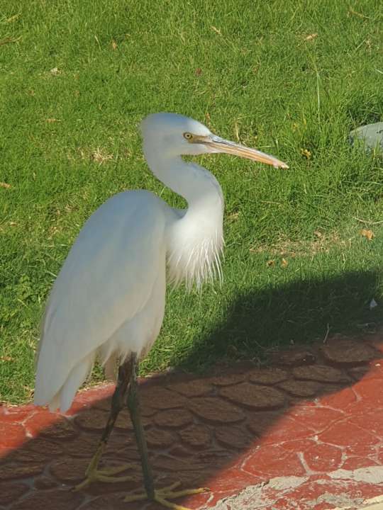 Gartenanlage Cleopatra Luxury Resort Makadi Bay