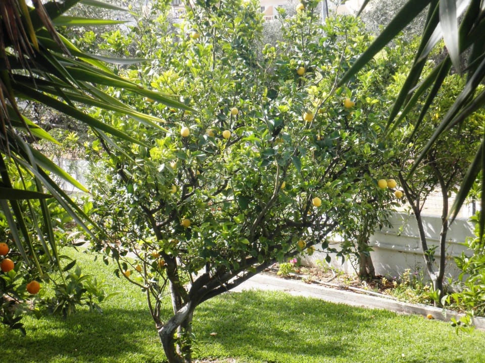 Ein Teil des gepflegten Gartens Hotel Tina Flora