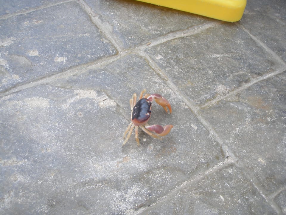 Kampfkrebs  Hotel Viva Dominicus Palace by Wyndham-All Inclusive Resort