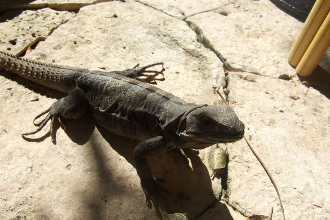 Besucher Catalonia Royal Tulum Beach & Spa Resort - Adults only