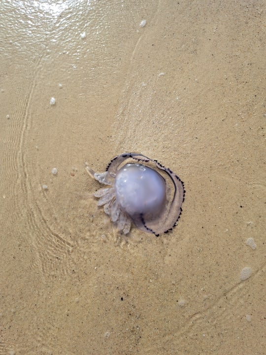 Strand The Orangers Beach Resort and Bungalows