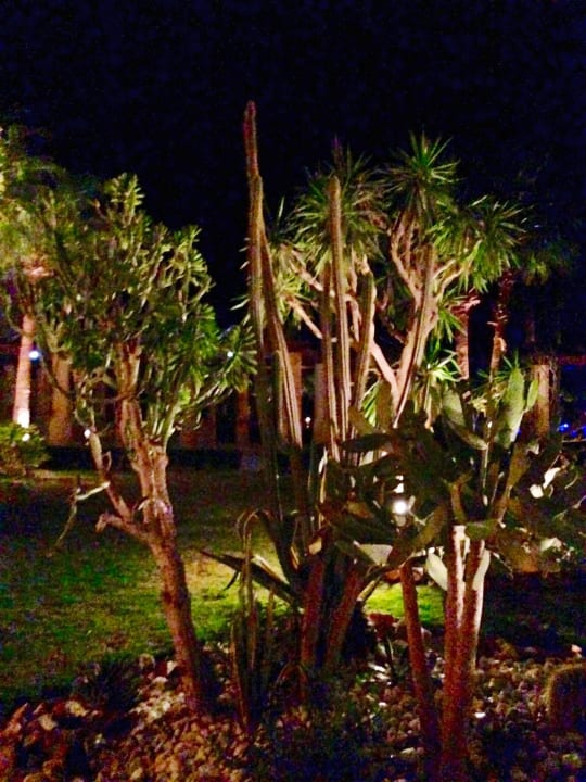 Garden front of main bar era  ROBINSON SOMA BAY