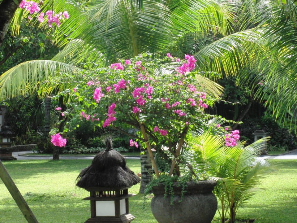 Schöne Pflanzen Padma Resort Legian