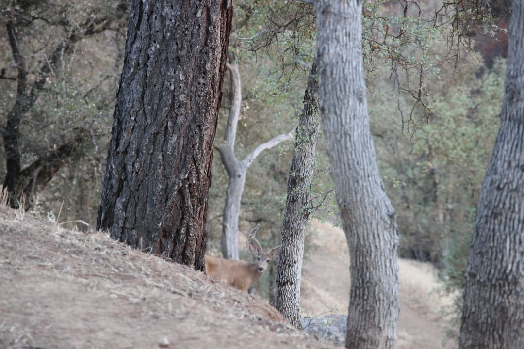 Wild, direkt vor dem Außenbereich B&B Yosemite