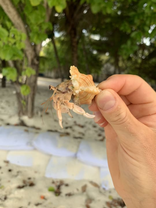 Strand Adaaran Select Meedhupparu Island Resort - Premium All Inclusive